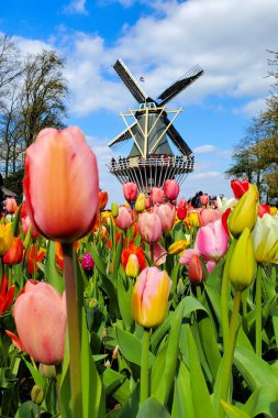 Hollanda 'daki renkli lale çiçeklerinin arkasında geleneksel Hollanda yel değirmeni