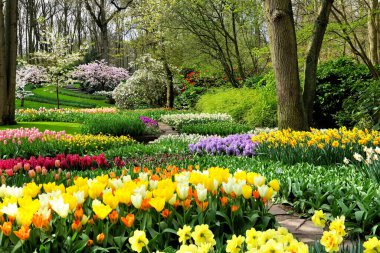 Hollanda, Keukenhof 'un güzel bahçelerinde renkli bahar çiçekleri