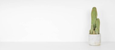 Kaktüs bitkisi koyu çimento tenceresinde. Beyaz bir duvara karşı beyaz bir rafta yan görünüm. Kopyalama alanı olan pankart.