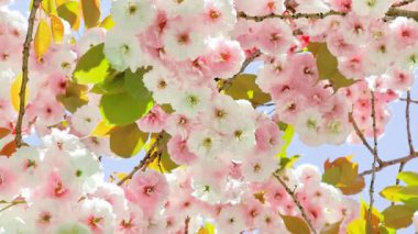 Güzel pembe ve beyaz kiraz çiçekleri. Bahar çiçek açar. Yavaşça döndüren yakınlaştırma hareketi.