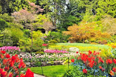 Renkli laleler çiçekler, yemyeşil ağaçlar ve bitkiler ilkbaharda güzel Butchart Bahçeleri 'nde, Victoria, Kanada