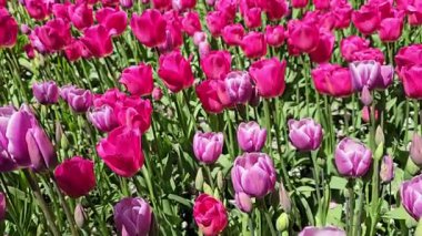 Renkli pembe bahar laleleri grubu. Hareket üzerine döndürme.