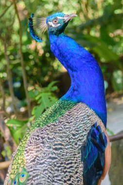 Panajachel, Guatemela dağlık yakın mesafede doğal tavuskuşu