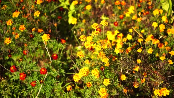 Natural landscape with orange flowers of marigolds.