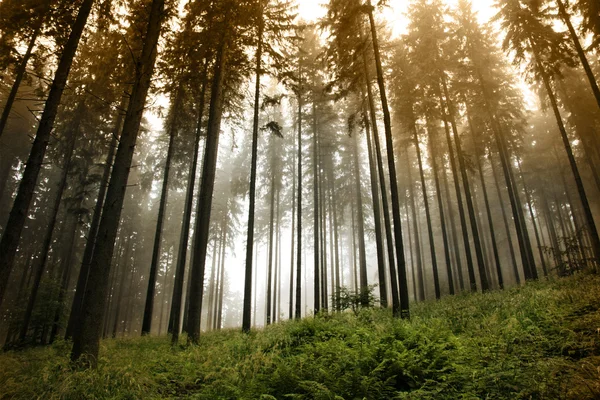 Skogen med fog — Stockfoto