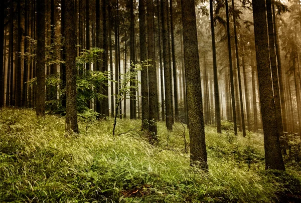 Skogen med fog. — Stockfoto