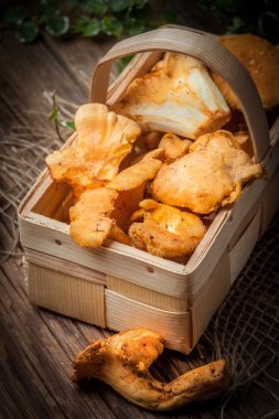 Ormanın taze hasat mantar.