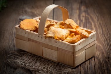 Ormanın taze hasat mantar.