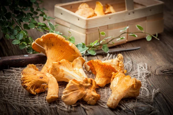 Champignons fraîchement récoltés dans la forêt . — Photo