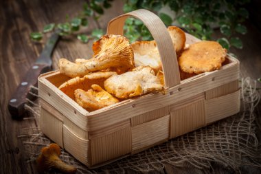 Ormanın taze hasat mantar.