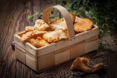 Ormanın taze hasat mantar.