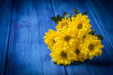 sarı kasımpatı çiçekleri