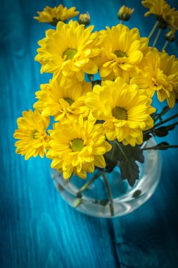 sarı kasımpatı çiçekleri