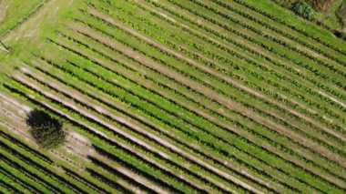 Polonya 'daki yeşil şarap bağlarının havadan görünüşü.