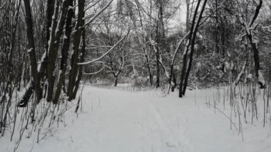 Ormanda yürüyüş parkurunda.