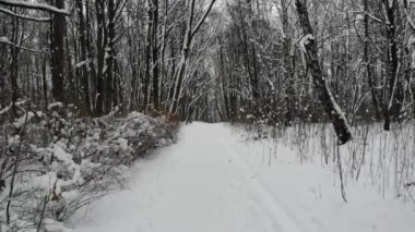 Ormanda yürüyüş parkurunda.