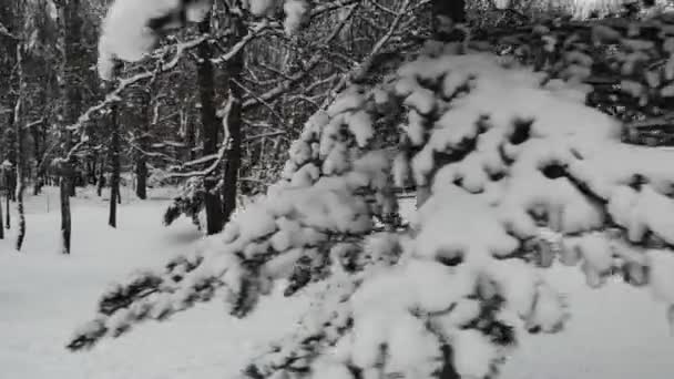 Een Stenige Cirkel Een Stadspark Een Bewolkte Winterdag — Stockvideo