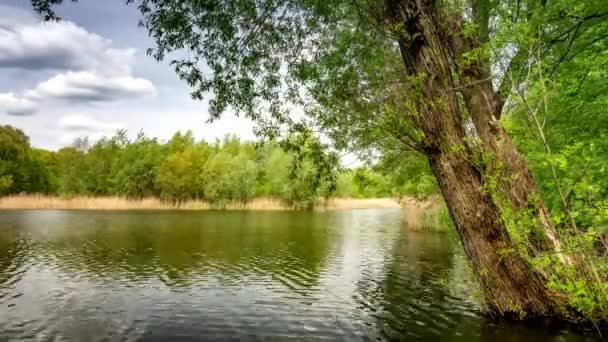 Güneşli Bir Yaz Gününde Huzurlu Gölün Kıyılarında Yeşil Ağaçlar Büyüyor — Stok video