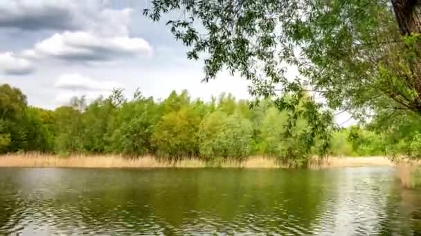 Zelené Stromy Rostoucí Březích Klidného Jezera Slunečného Letního Dne Parku — Stock video