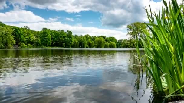 公園の晴れた夏の日に平和的な湖のほとりに成長する緑の木 — ストック動画