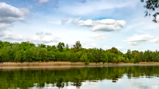 Gröna Träd Växer Stranden Fridfull Sjö Solig Sommardag Parken — Stockvideo