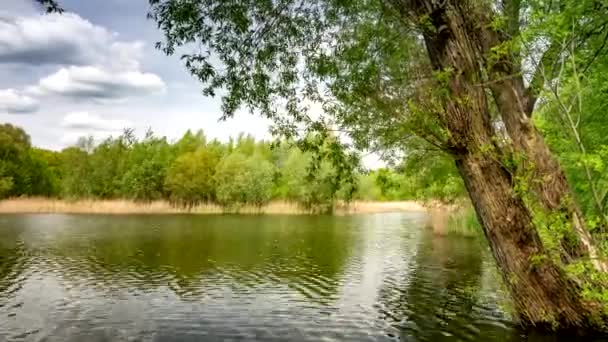 Árboles Verdes Que Crecen Orillas Del Lago Tranquilo Soleado Día — Vídeos de Stock