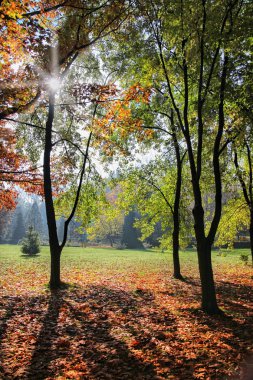 sonbahar park'ın renkli yapraklarda.