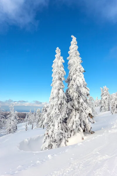 Winterlandschaft. — Stockfoto