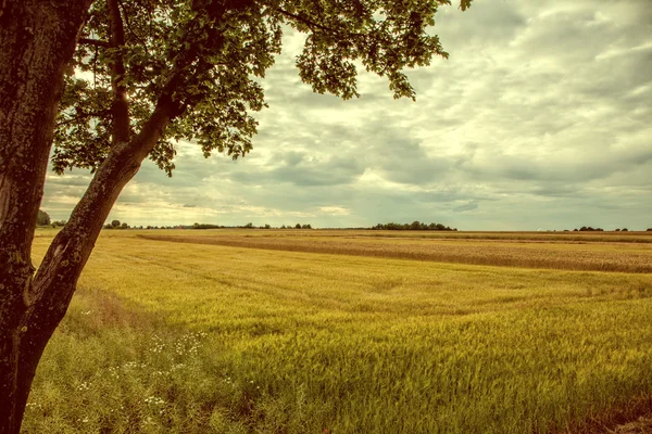 Vintage image cultivated fields. — Stock Photo, Image