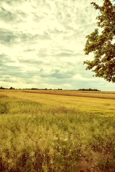 Imagem vintage campos cultivados . — Fotografia de Stock