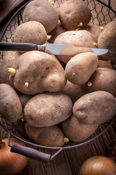 Ekologiskt odlade potatis. — Stockfoto