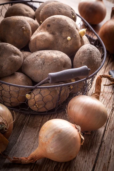 Ekologiskt odlade potatis. — Stockfoto