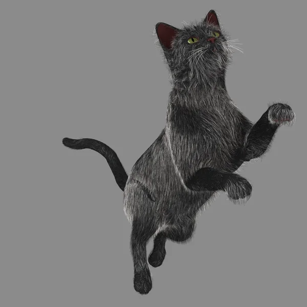 Jumpy Black Cat — Stock Photo, Image