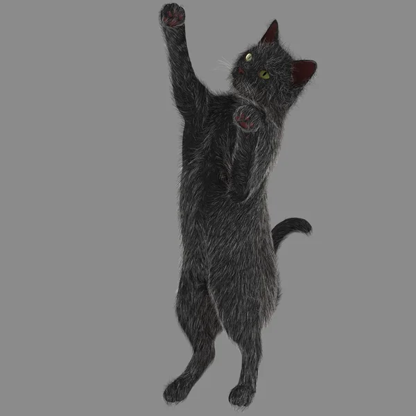 Reaching black cat — Stock Photo, Image