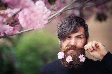 Sakallı, pembe çiçekli, koyu renk kazaklı, kır saçlı vahşi bir adam baharda kiraz çiçeklerinin yanında bıyığını tutuyor.