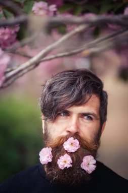 Sakallı, pembe çiçekli, uzun bıyıklı, gri saçlı ve baharda kiraz çiçeklerinin yanında koyu renk süveter giyen karizmatik bir adam. Dikey fotoğraf