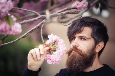 Uzun bıyıklı, kır saçlı, koyu renk kazaklı vahşi sakallı adam baharda sokağın ortasında kiraz çiçekleri koklar.