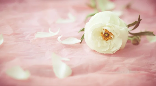 Beautiful white flower — Stock Photo, Image