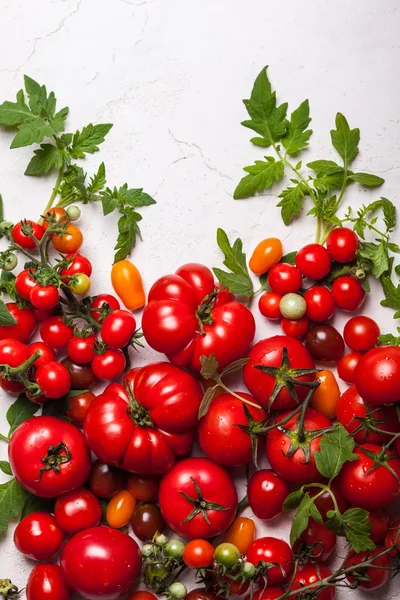 Frische Tomaten mit grünen Blättern — Stockfoto