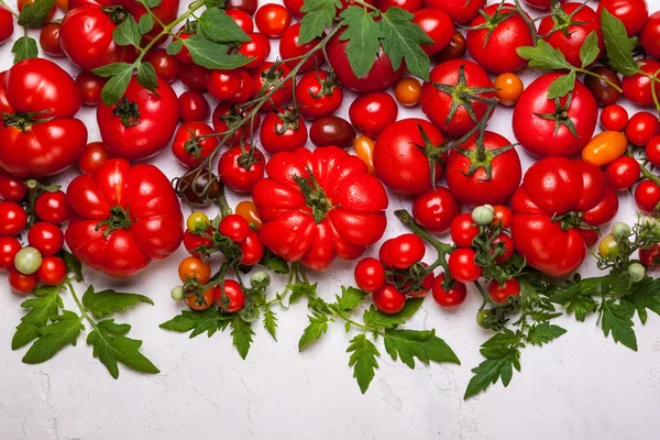 Tomates frescos con hojas verdes —  Fotos de Stock