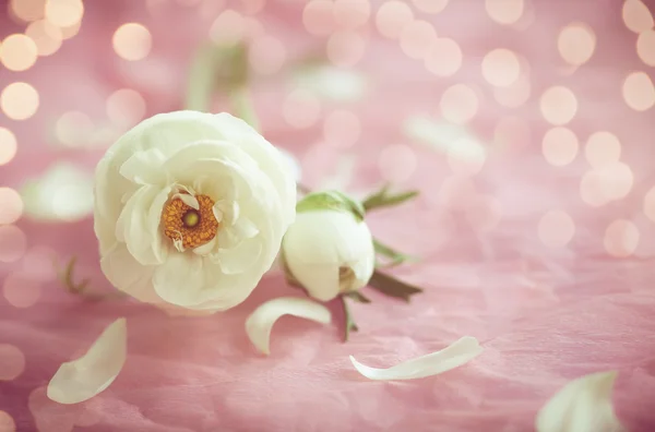 Güzel beyaz çiçek — Stok fotoğraf