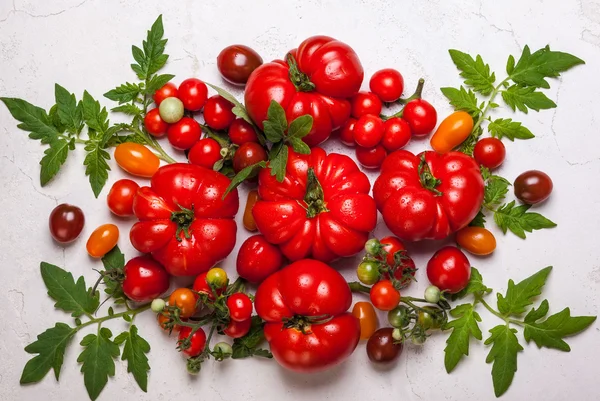Čerstvá rajčata s zelenými listy — Stock fotografie
