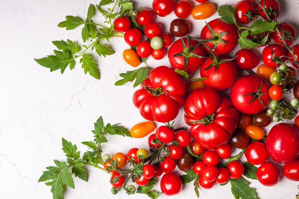 Свежие помидоры с зелеными листьями
