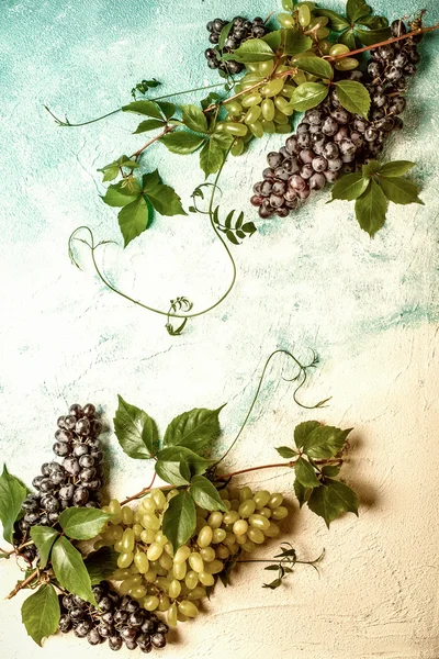 Yaprakları ile üzüm türleri — Stok fotoğraf