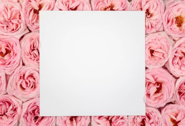 Güzel pembe gül çiçekleri. Çiçek arkaplanı.