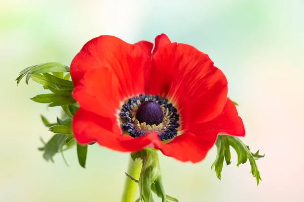 Квіти Червона Анемона Windflower Buttercup Або Poppy Anemone Лузі Прекрасні — стокове фото