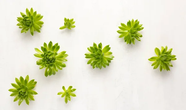 Açık Arkaplanda Güzel Yeşil Sulu Bitkilerin Bileşimi Üst Manzara Echeveria — Stok fotoğraf