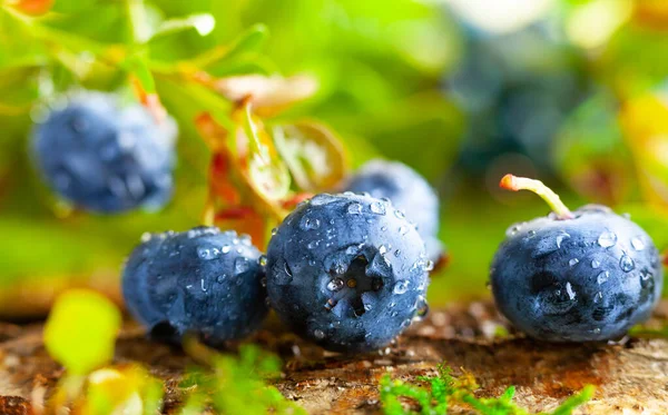 Fresh Ripe Blueberries Green Leaves Growing Forest Concept Healthy Organic — Stock Photo, Image