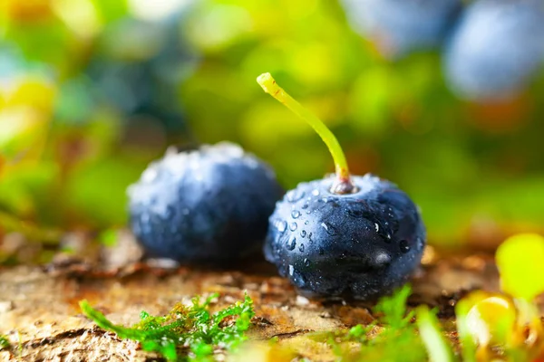 Fresh Ripe Blueberries Green Leaves Growing Forest Concept Healthy Organic — Stock Photo, Image