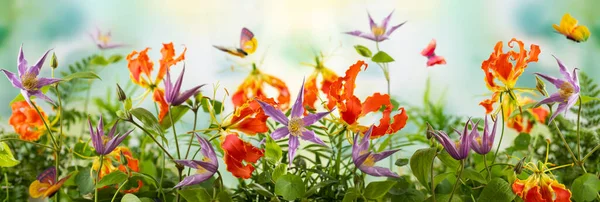 Bellissimi Fiori Arancioni Viola Farfalle Nel Giardino Estivo Clematis Gloriosa — Foto Stock